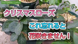 【クリスマスローズの育て方】誰でも簡単古葉カット！これ花咲きません！