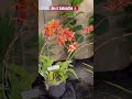 ✅Hermosa Floración de Orquídea 🧡#shorts#orchid#red#flowers#species#garden#viralvideo