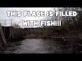 That Place was FILLED with FISH!!! And it was my FIRST TIME Fishing it! (Doylestown, PA)