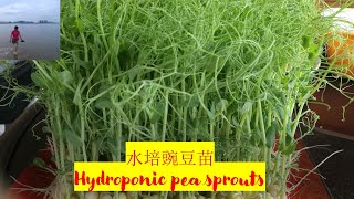 水培豌豆苗 | Hydroponic pea sprouts | 不要土不要肥，每天撒些清水，从一粒豆到20公分苗只要10天时间 (V067)