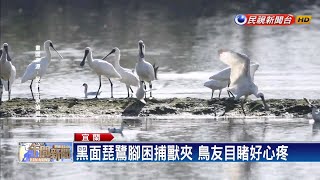 好心疼！ 黑面琵鷺腳拖捕獸夾艱困飛行－民視新聞