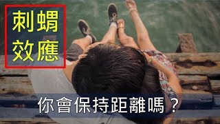 心理学 | 人際關係 | 刺蝟效應：你知道如何保持適當的距離嗎？