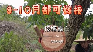 龍眼嫁接時間2-4月，8-10月，接穗記得露白，對準一邊形成層      Longan grafting time from February to April, August to October