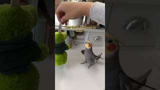 Yums is Alarmed to See Pal Being Spun By the Tail #cockatiel #bird #parrot