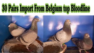 SK Loft's Exclusive Import: 30 Pairs of Top Belgium Bloodlines!|HOMING PIGEON BREEDERS LOFT