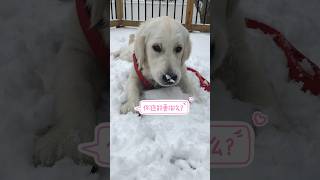 这架势咱这晚饭能省了吧？咋样？#幼犬 #金毛 #萌宠 #日常