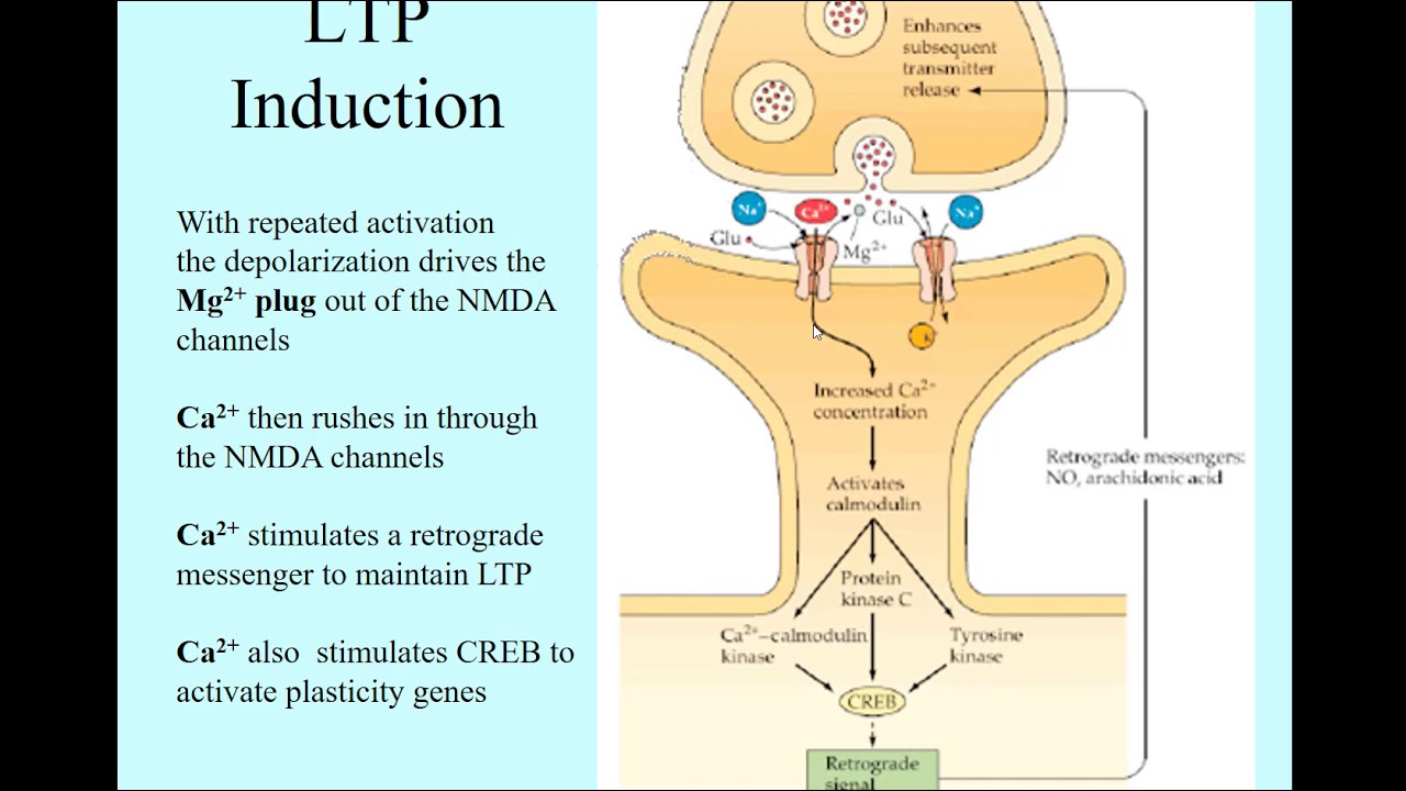 Ltpinduction Youtube