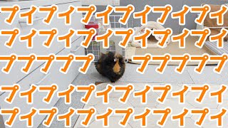 【鳴き声】レジ袋ガサガサするとプイプイが止まらなくなるモルモット