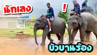 เด็กเดินไปทำบุญ❗️บัวบานร้อง🤣โนเดินนักเลง😂elephant