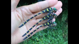 オニヤンマ♂ (2024年07月13日) | Catching Four Male Golden-Ringed Dragonflies With A Net (July 13, 2024)