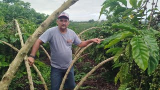 neste vídeo VC vau ver porque não pode plantar o clone A1.no adensamento