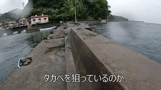 【沼津市江梨港】サビキで釣ったタカベを泳がせると高級魚が喰いついた。