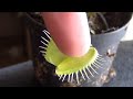 Venus FlyTrap Bites Finger!  Bloody or Safe?!?