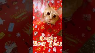 Happy New Year from all the cats!!🎄😻#vlog #cats #shorts