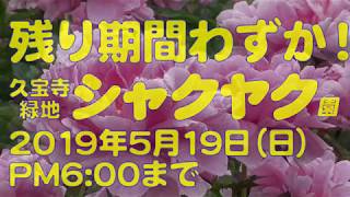 シャクヤク園   久宝寺緑地