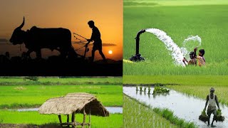 #naturesounds #agriculturelife #villagevlog  #agriculture whatsapp status|#farmer #kisan status