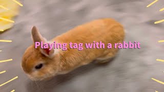 Playing tag with a rabbit