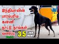 Download Kanni | இந்தியாவின் பாரம்பரிய நாட்டு நாய்கள் வளர்ப்பு | Indian Dog Breed Lover In Mp4 3Gp Full HD Video
