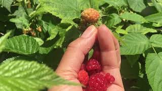 Raspberry in my garden