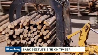 Bark Beetle's Bite Pushes Canadian Lumber to U.S.