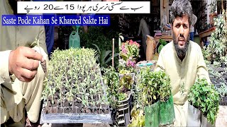 cheapest Nursery Plants | Paneeri Plants | Saste Pode Kaha Se kharide | Summer Vegetable Plant