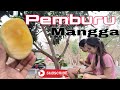 Mukbang Buah Mangga Madu dari pohonnya langsung.