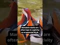 The mandarin duck , A pretty and distinctive little waterbird #shorts