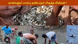 குளத்தில் ஆற்று மீன் பிடித்தல் | பெருகிய புதியவகை மீன்கள் | Fishing in pond |Tamil village fishing |