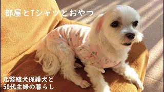 お気に入りの部屋とTシャツとおやつ/元繁殖犬保護犬マルチーズと50代主婦の暮らし