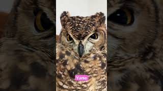 I’m full🦉#owl #short #shorts #family #猫头鹰 #올빼미 #búho #hibou #сова #นกฮูก #フクロウ #ふくろう #梟 #full #夜