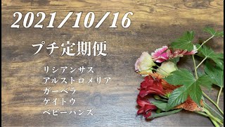 10月16日（土）発送のプチ定期便