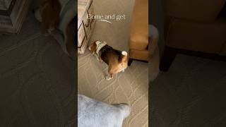 Playful beagle! #shorts #fyp #cutedog #dogplaying #beagle #doghowl #beaglehowl #pov