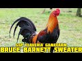 BRUCE BARNETT SWEATER | GSP CLAVERIA Gamefarm in Misamis Oriental Philippines Galen Pacturan