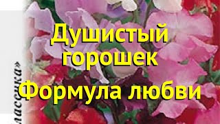 Душистый горошек обыкновенная. Краткий обзор, описание характеристик lathyrus odoratus Формула любви