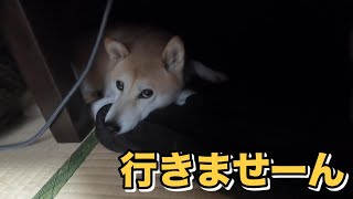 柴犬小春　ENG subこたつ入るとドライブの誘いに乗って来ないだと？？HATゆめ公園