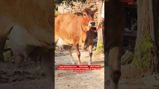 20 Letter Milk 👌 Top Class Jersey Sahiwal Cross Breed Cow For Sale 🎉 #trending #cow #farm #super