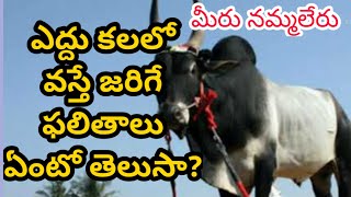 ఎద్దు కలలో కనిపిస్తే ఎం జరుగుతుంది? yeddu kalalo kanipisthe emouthundi? Bull dreams analysis Telugu