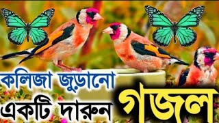 কলিজা জুড়ানো দারুণ গজল.Bangla Gojol. best Bangla songs. new Gazal 2021.Umor Bin Masum