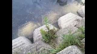 20140816手賀沼柏ふるさと公園周辺のハクチョウ白鳥スワンSWANS