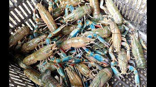 The Yabby Market. Live Crayfish 小龙虾