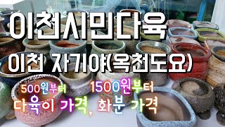 저렴한 다육이!  저렴한 화분 ! 이천시민다육, 이천 자기야 도자기( 화분도매) 구매후기와  신품종  방울복랑, 앙팡금 눈물의 적심기#다육이를부탁해