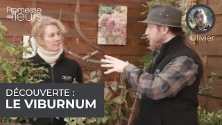 Découverte : le viburnum