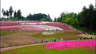 2016 東京花賞系列之三「秩父芝櫻 + 市貝町芝櫻」2016-5-2