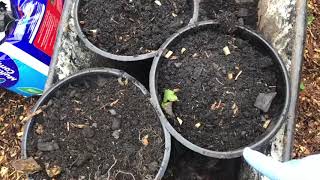 BioChar potato experiment and the first big harvest of the season