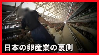 キユーピーへ卵を納入している採卵養鶏場の内部映像【マヨネーズ/たまご】