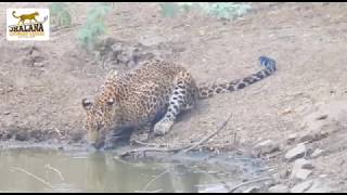 Leopard In Jhalana | Jhalana Forest | Jhalana Leopard Safari