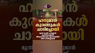 മൂന്ന് പെൺ ഹനുമാൻ കുരങ്ങുകൾ തിരുവനന്തപുരം മൃഗശാലയിൽ നിന്നും ചാടി പോയി #news #shorts #exclusive