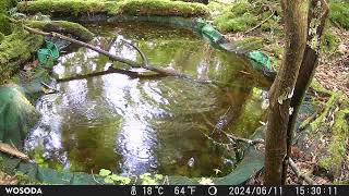 サンコウチョウ Paradise Flycatcher [Terpsiphone atrocaudata] (+ new sound file)