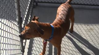 Humane Society of Greater Nashua adopts southern dogs before euthanization.