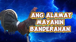 MAYAHIN NA BANDERAHAN_ BIHIRANG MANOK